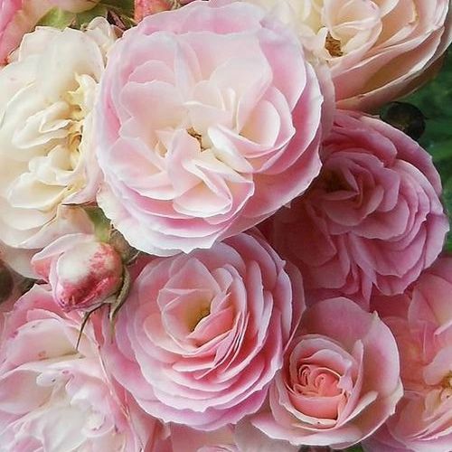 E-commerce, vendita, rose, in, vaso rose arbustive - bianco-rosa - Rosa Bouquet Parfait® - rosa dal profumo discreto - Louis Lens - ,-